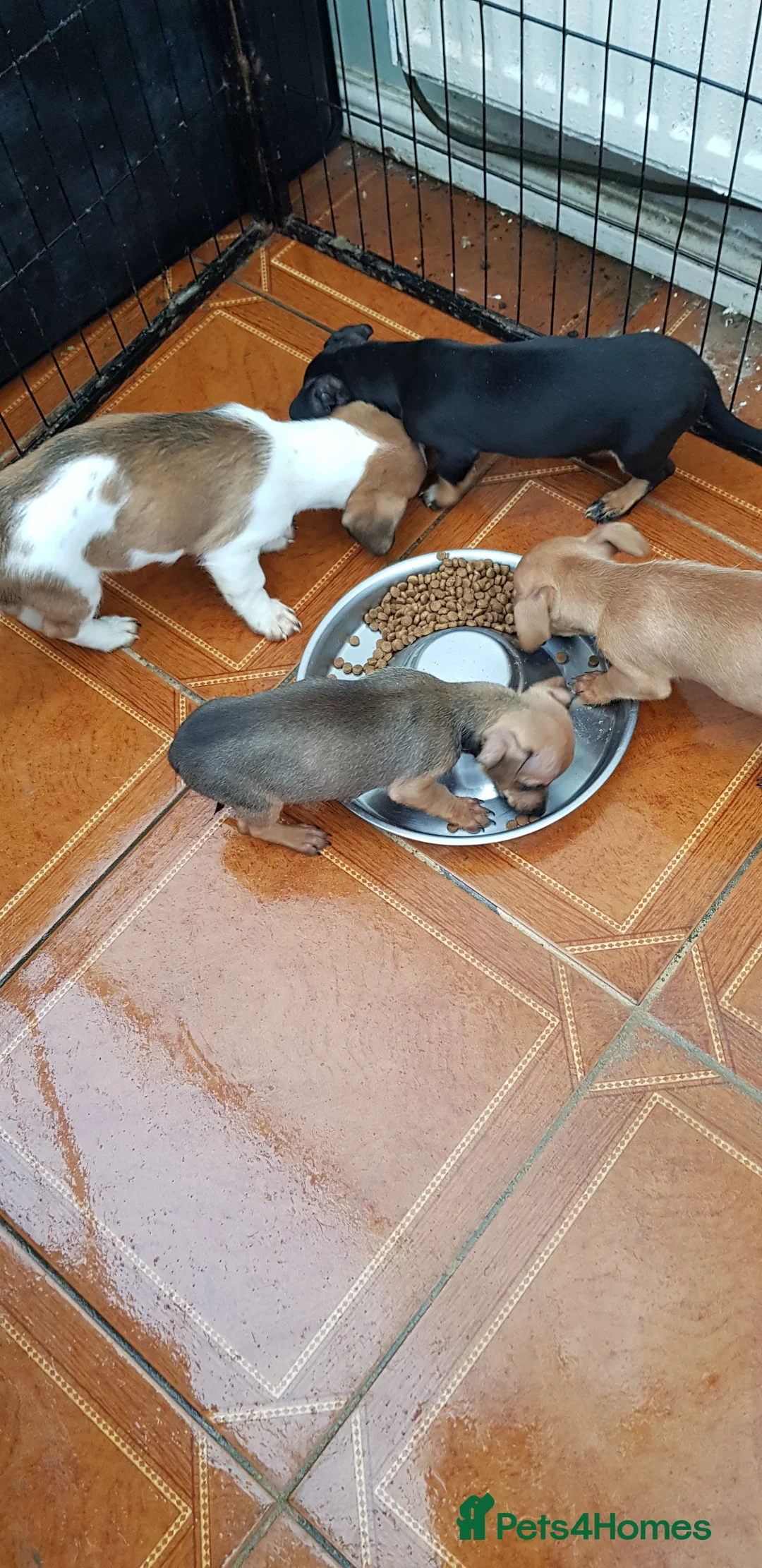 Chiweenie dogs for sale: Chiweenie pups for sale in Rowley Regis - Advert 10