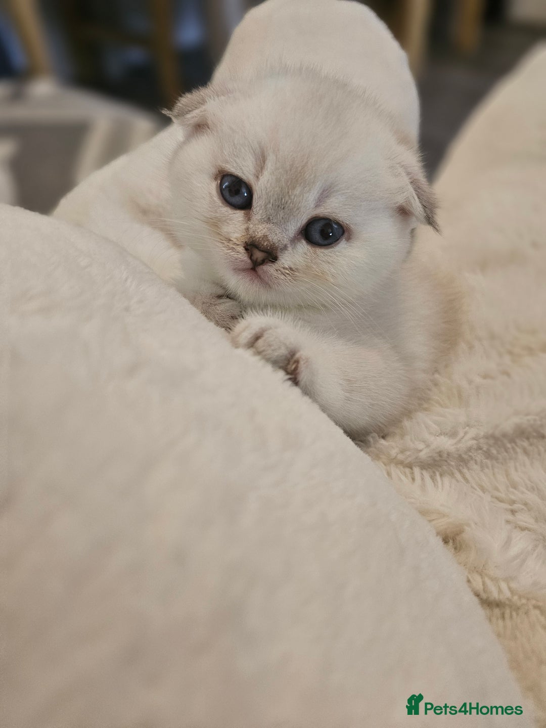 British Longhair cats for sale: snow white kittens - Image 3