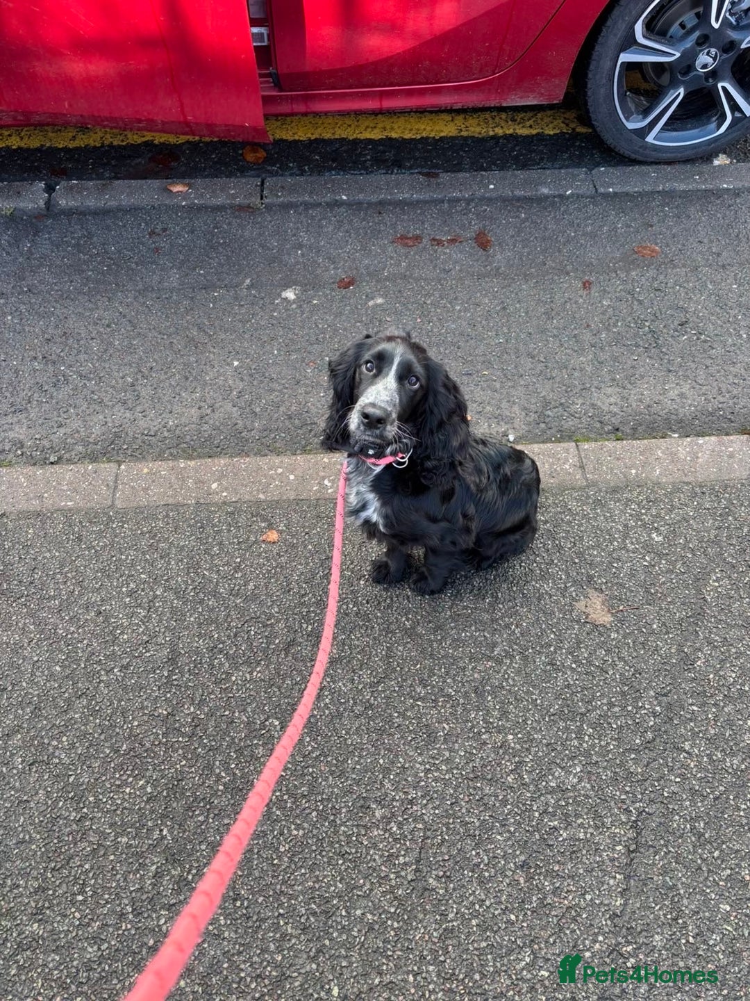 Cockapoo dogs for sale: 6-Month Cockapoo Puppy – Experienced Owner Only - Advert 2