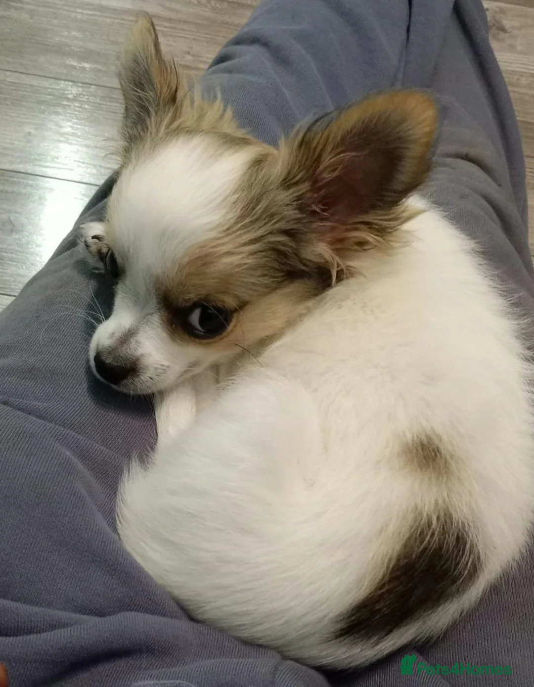 Chihuahua dogs for sale: Adorable Long-Coated Chihuahua Puppy – Tequila!  in Guildford - Advert 2