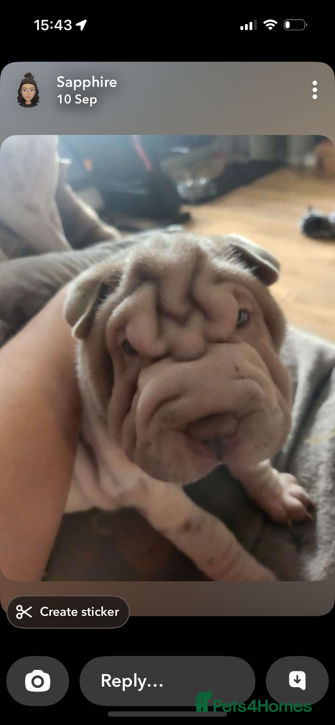 Shar Pei dogs for sale: 2 female shar-peis  - Image 5