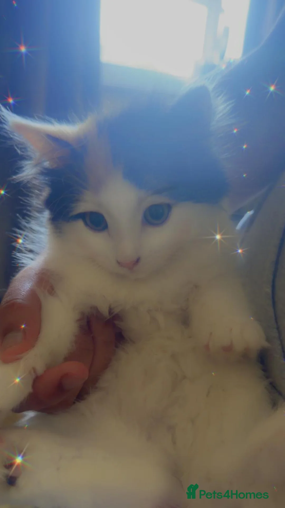 Norwegian Forest Cat cats for sale: 9 weeks old kittens - Advert 6