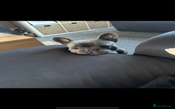 French Bulldog dogs for sale: 2 year old Blue/grey French bulldog - Image 4