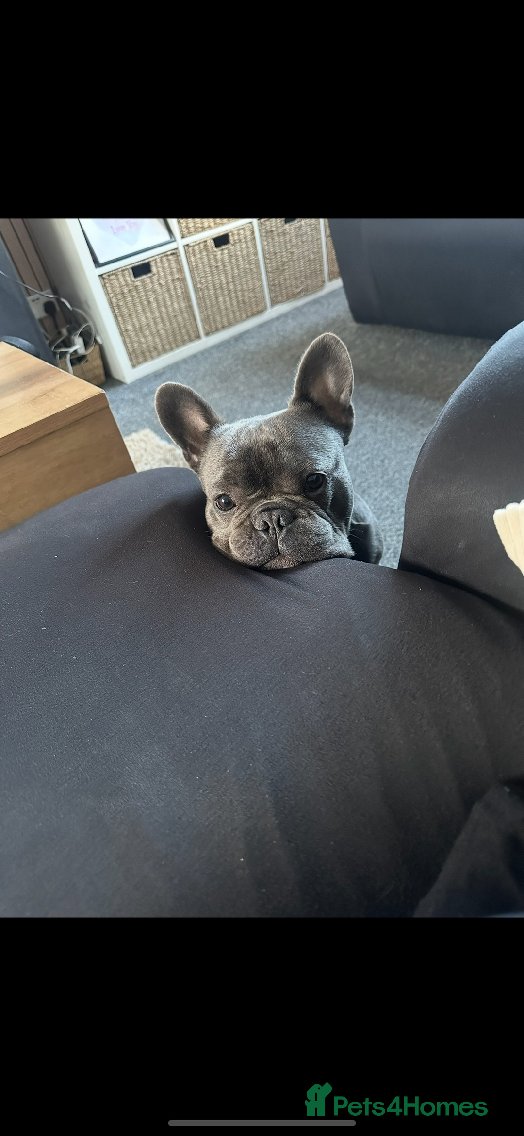 French Bulldog dogs for sale: 2 year old Blue/grey French bulldog - Image 4
