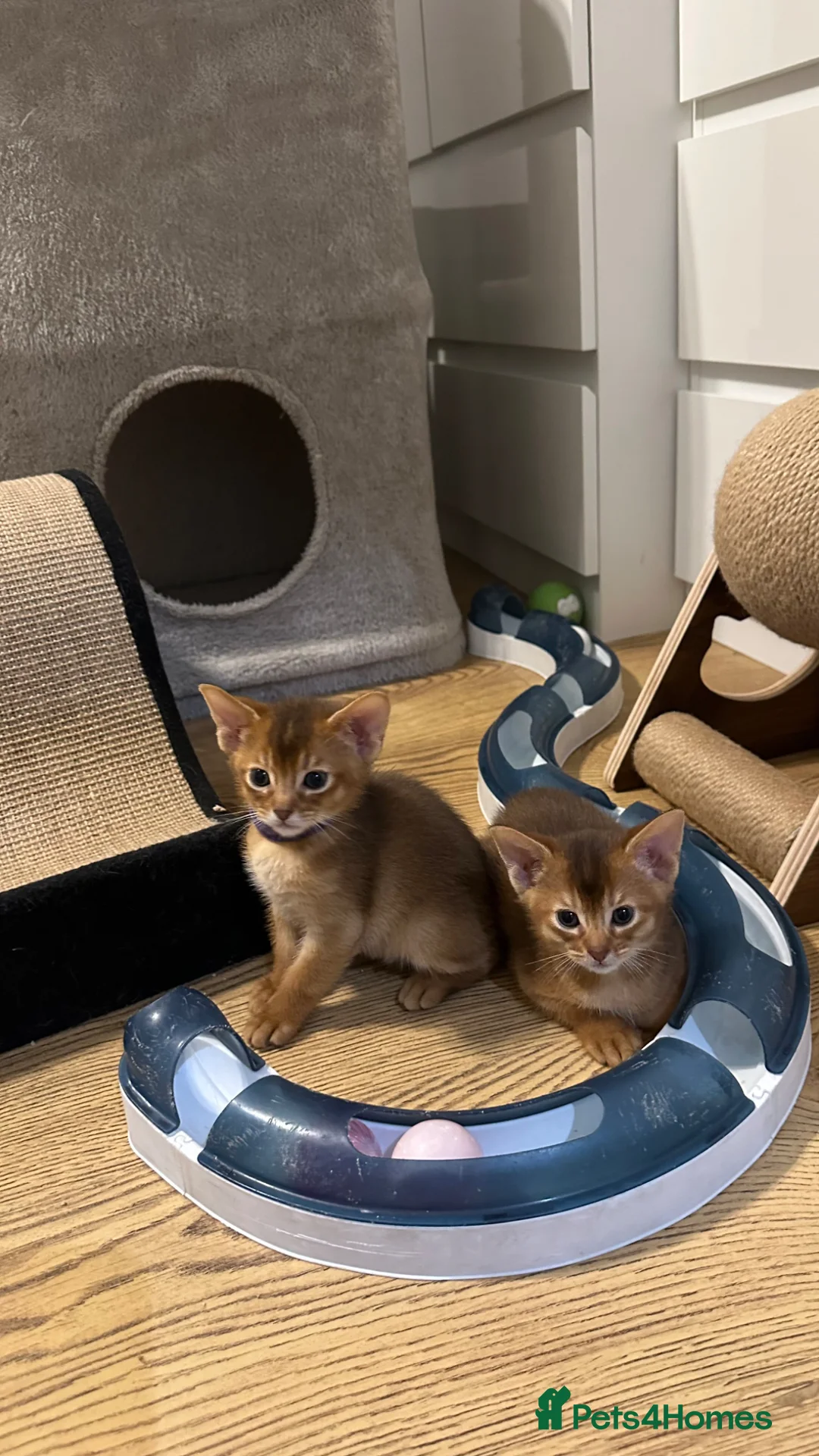 Abyssinian cats for sale: Abyssinian kittens 🌟😻🌟 - Advert 2
