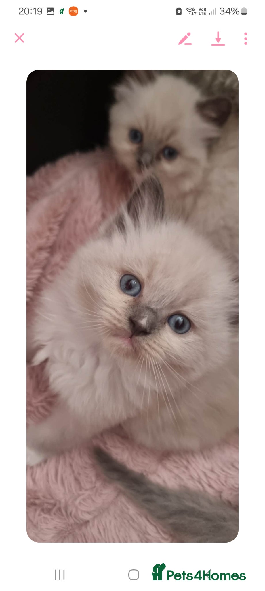 Ragdoll cats for sale: Ragdoll  - Advert 13