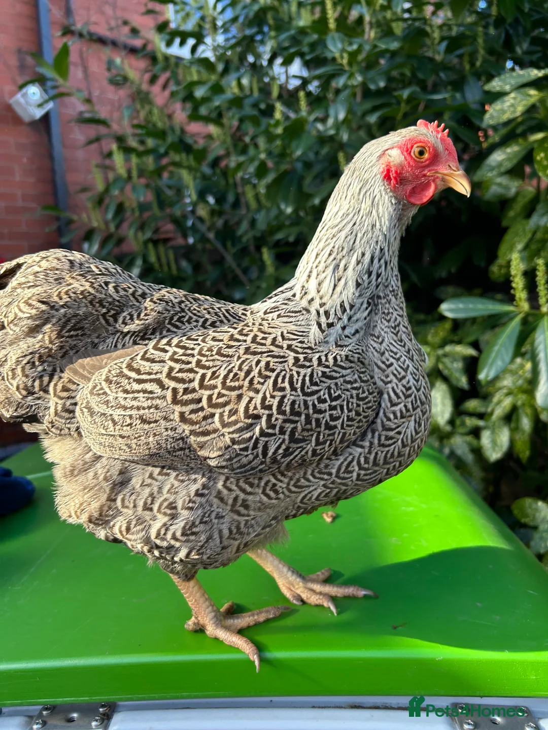 Chickens poultry for sale: POL Silver Pencilled Wyandotte Hen - Advert 1