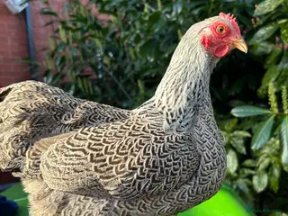 Chickens poultry POL Silver Pencilled Wyandotte Hen - Advert 2