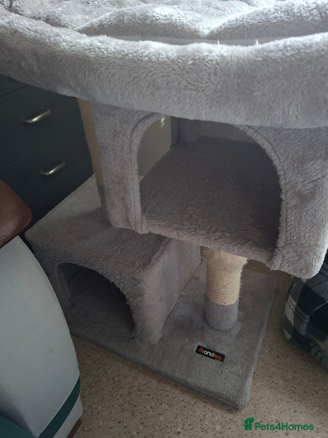 Bombay cats for sale: Two kittens, ginger(male) and black ( female) - Image 9
