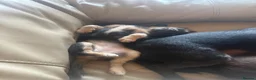 Chihuahua dogs for sale: Blue tri puppies  in Weston-super-Mare - Advert 4