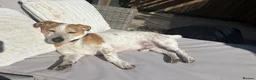 Mixed Breed dogs for sale: For adoption - 6 year old jack x beagle  - Advert 5