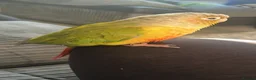 Conures birds for sale: Conure for sale  - Advert 6