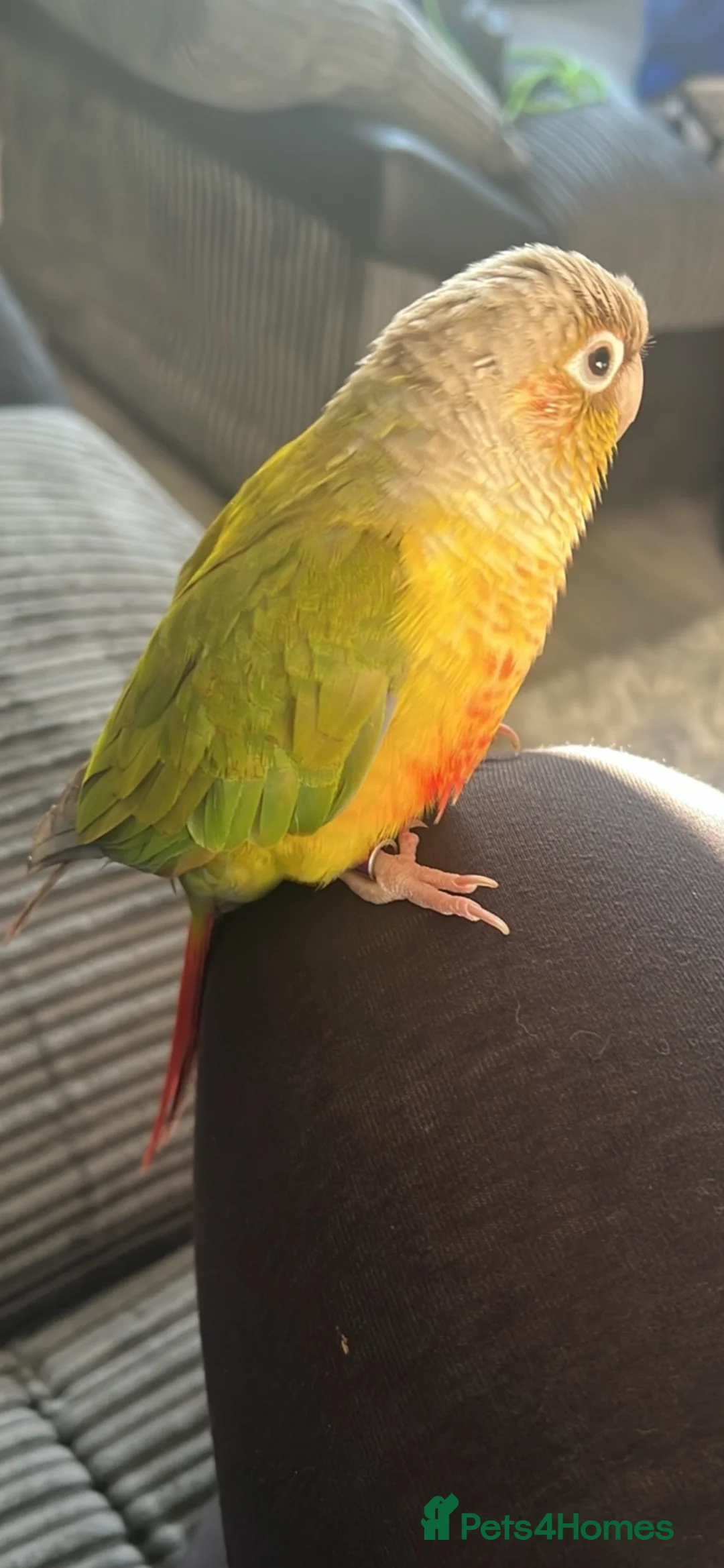 Conures birds for sale: Conure for sale  - Advert 6
