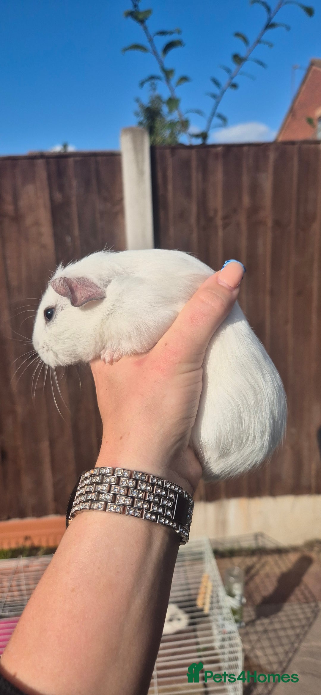 Mini Lop rabbits for sale: Guinea Pigs in Walsall - Image 9