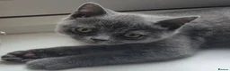 British Shorthair cats for sale: British short hair kitten male in Liverpool - Advert 6
