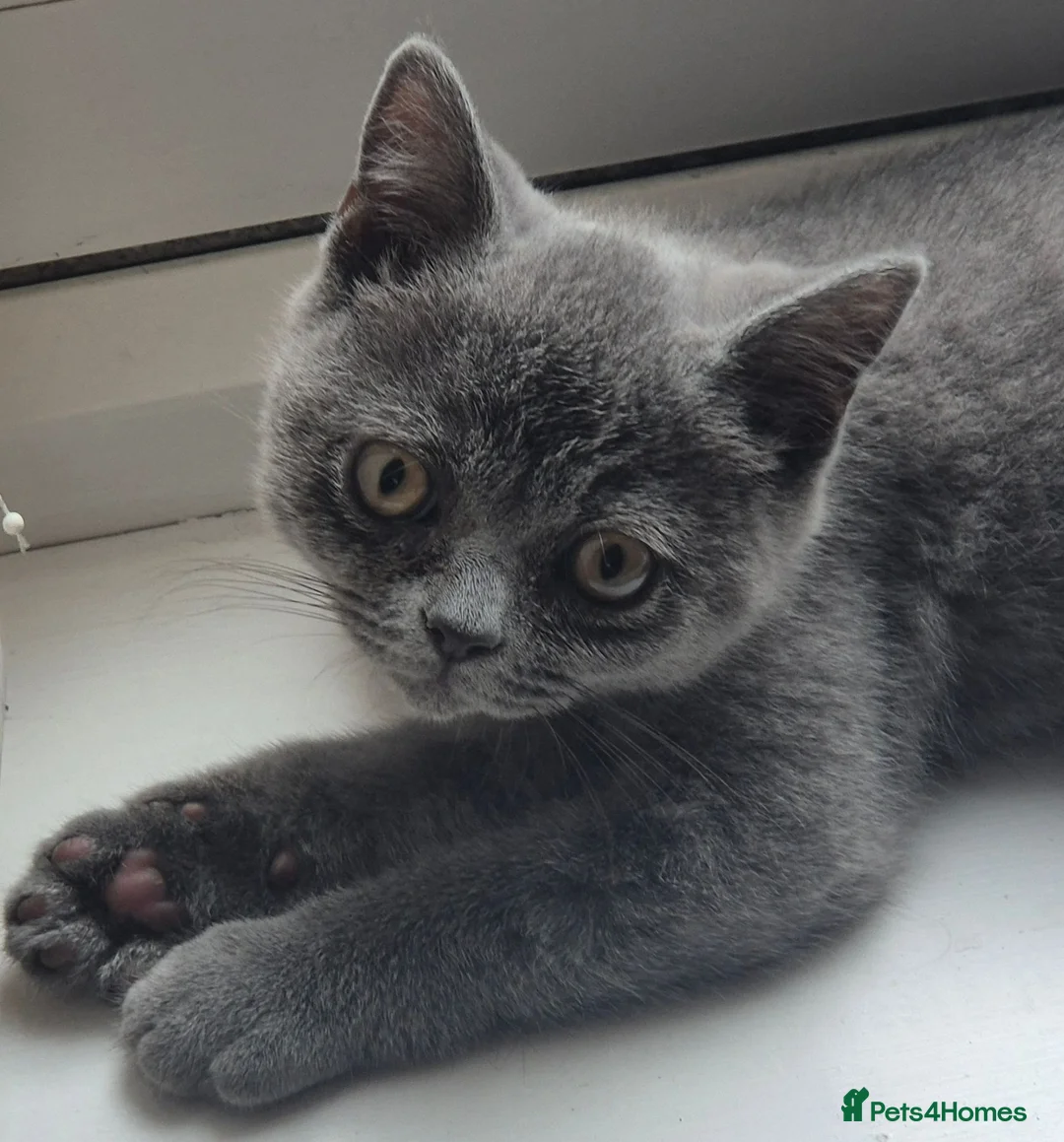British Shorthair cats for sale: British short hair kitten male in Liverpool - Advert 6