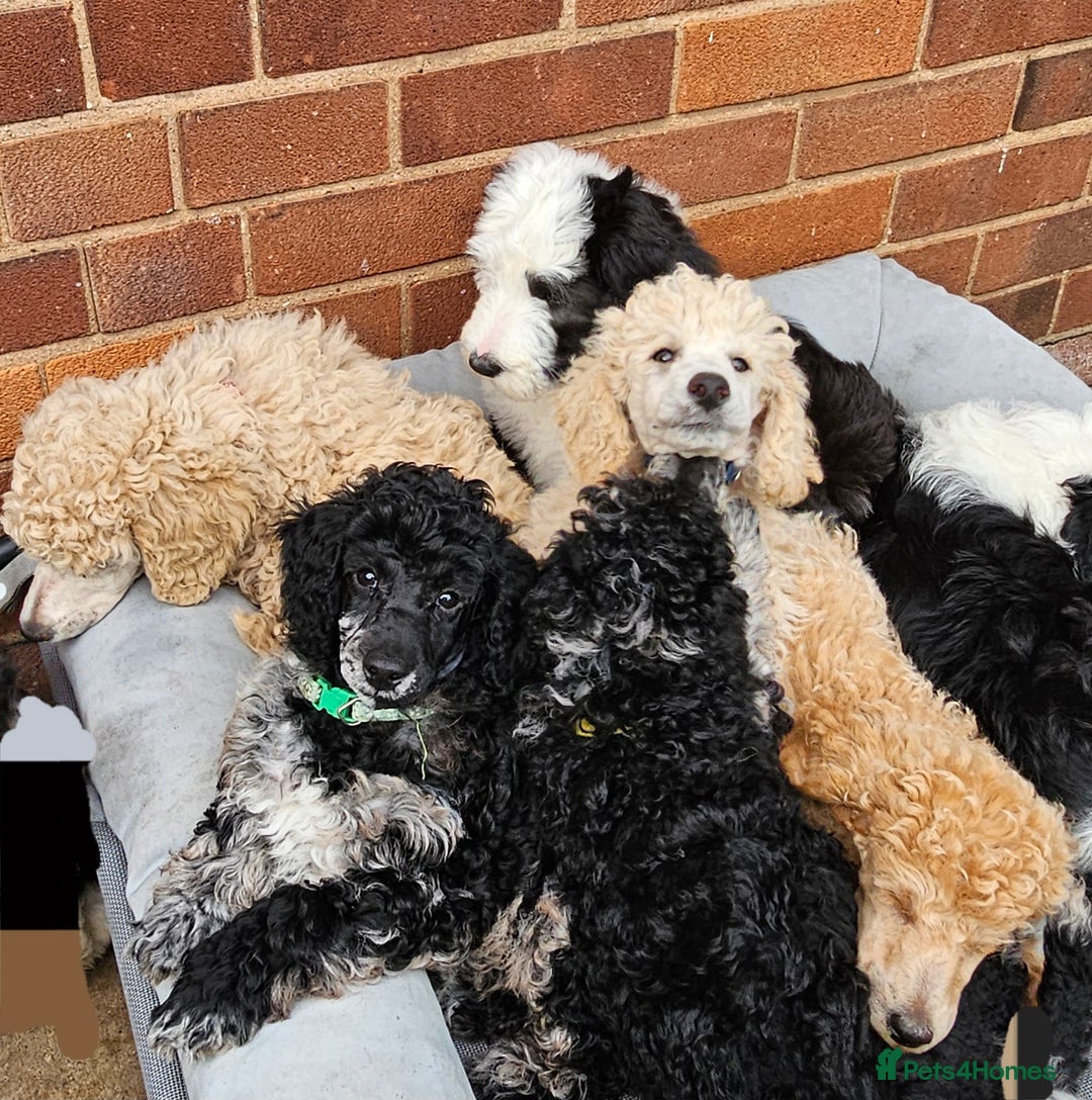 Miniature Poodle dogs for sale: Minatare Poodle Ready Now - Image 4