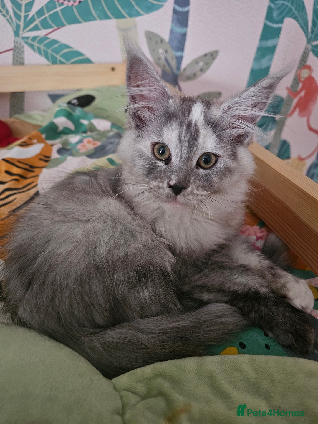 Maine Coon cats for sale: 3 female Maincoon kittens - ready to leave now - Advert 5