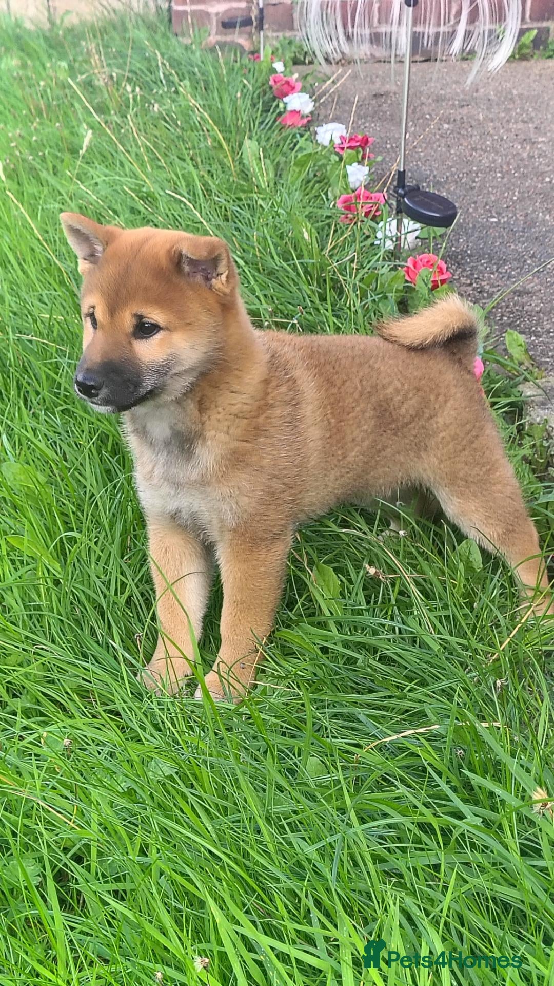 Japanese Shiba Inu dogs Japan Shiba inu  - Advert 6