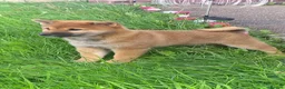 Japanese Shiba Inu dogs for sale: Japan Shiba inu  - Advert 1
