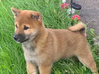 Japanese Shiba Inu dogs Japan Shiba inu - Advert 6