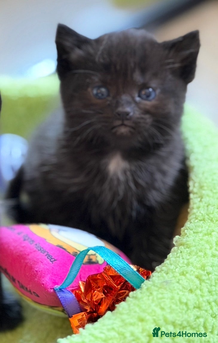 Mixed Breed cats Litter of beautiful kittens  - Advert 2