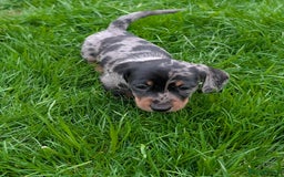 Miniature Dachshund dogs for sale: KC registered miniature dachshund puppies - Image 20