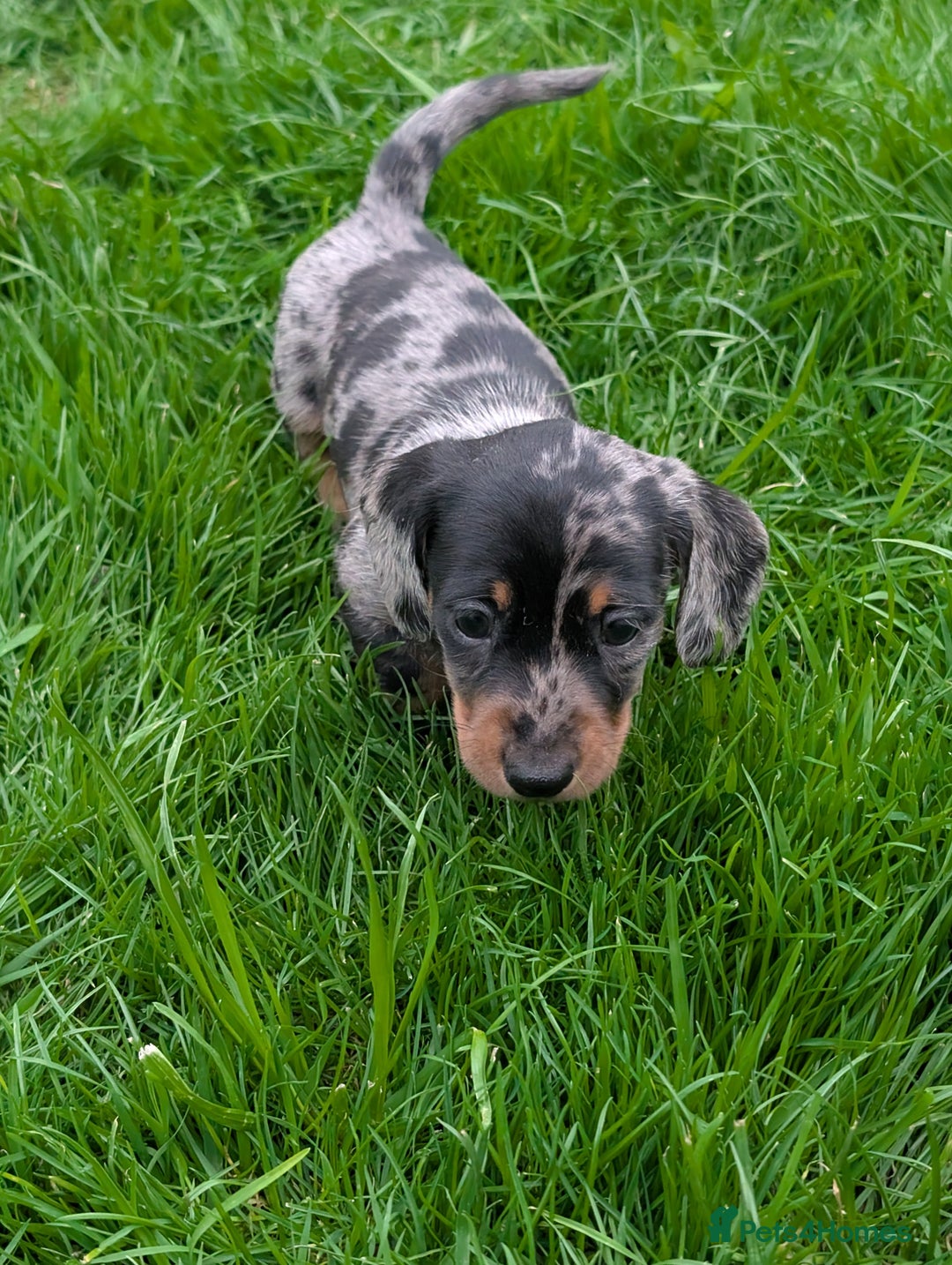 Miniature Dachshund dogs for sale: KC registered miniature dachshund puppies - Image 20
