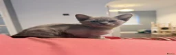 Burmese cats for sale: GCCF registered - Home Raised Burmese Kittens - Advert 5