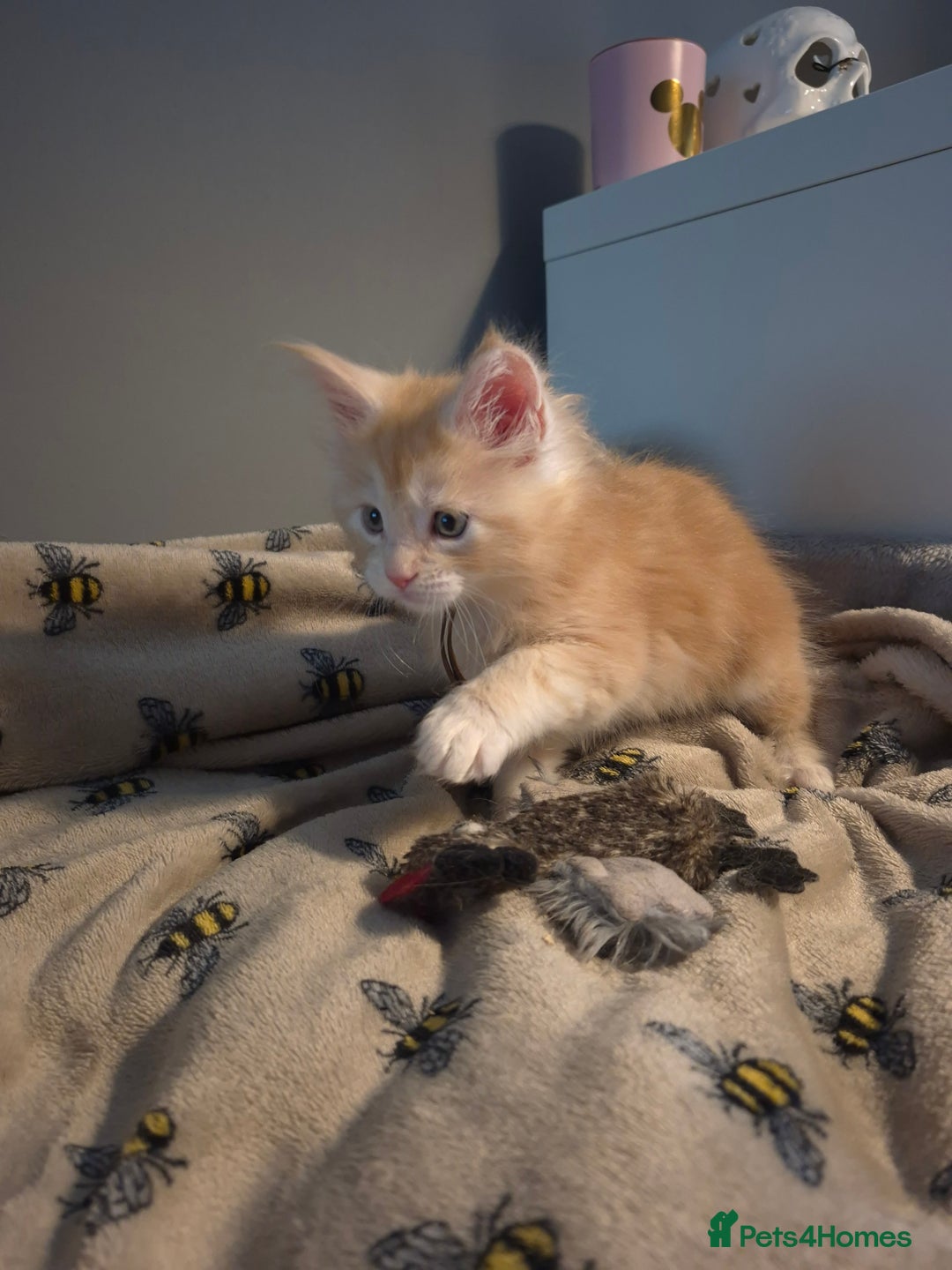 Maine Coon cats for sale: Gorgeous maine coon kittens - Image 11