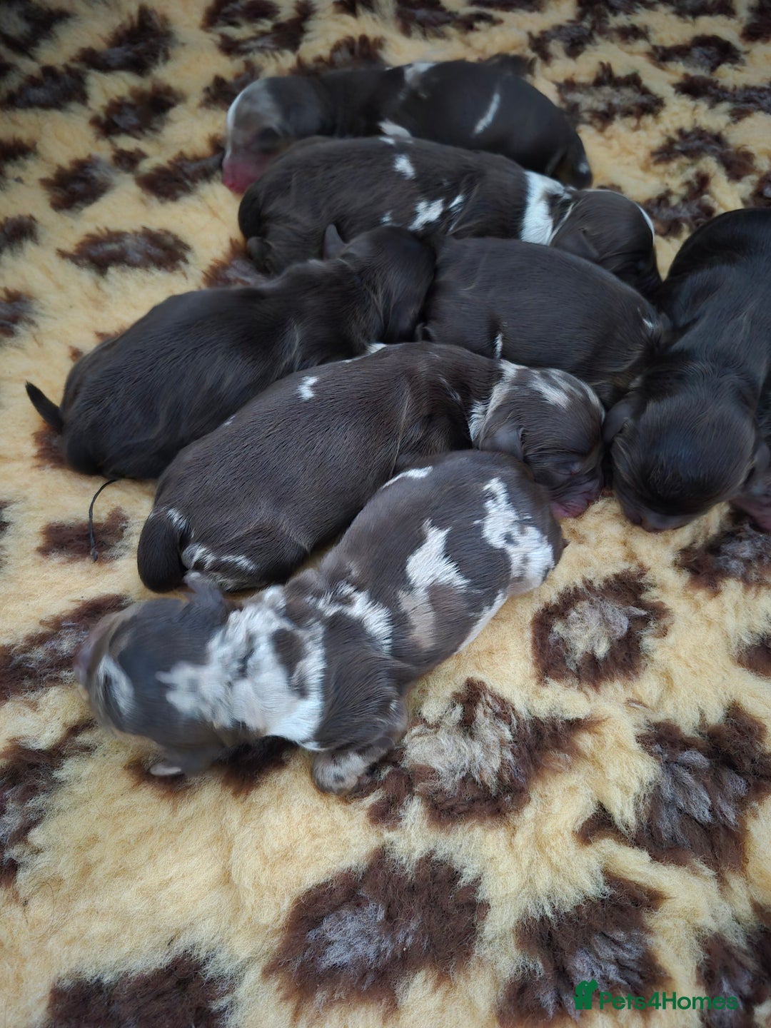 Cockapoo dogs for sale: F1 show cockapoos - Advert 5