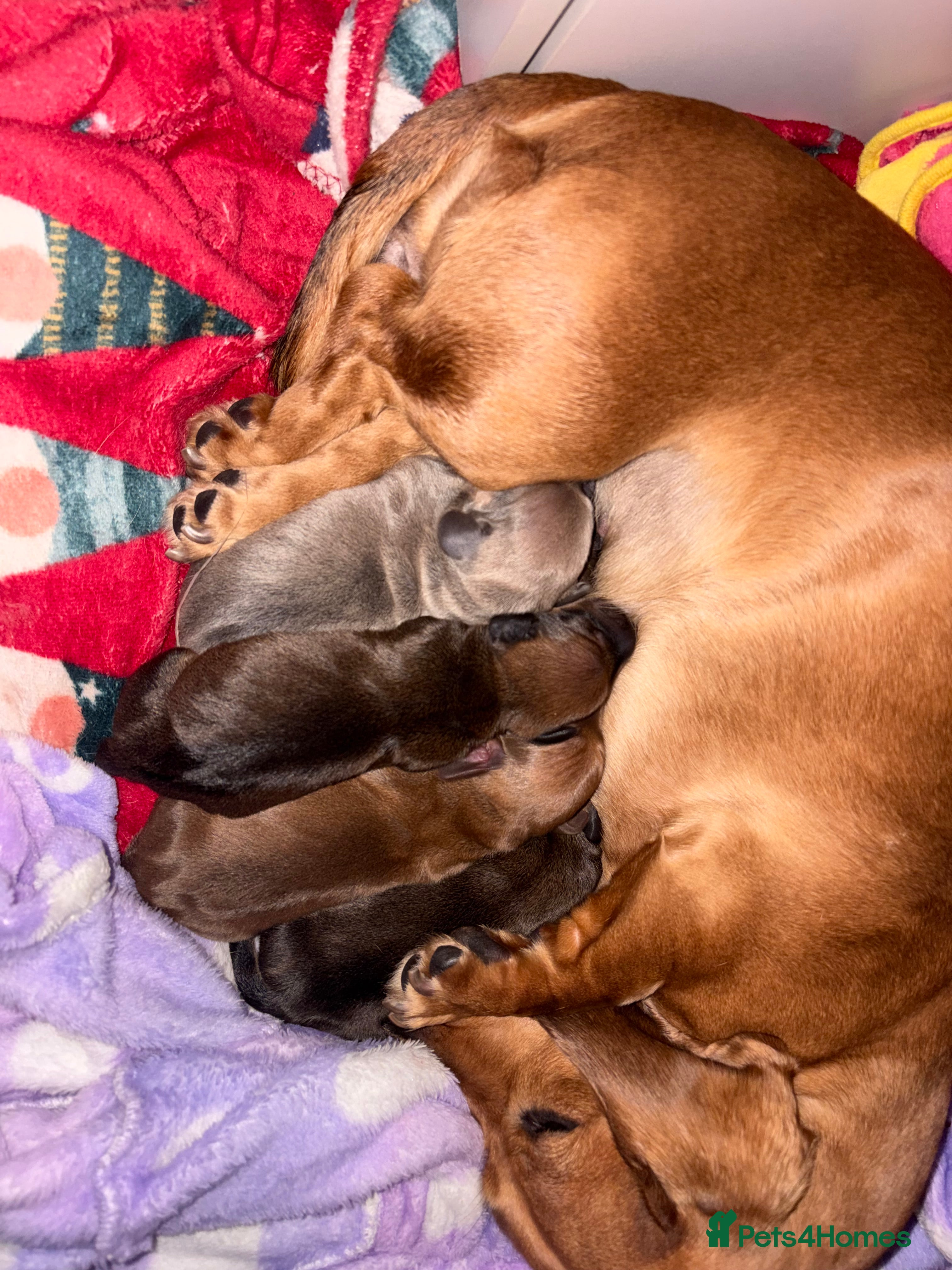 Miniature Dachshund dogs for sale: Beautiful miniature Dachshund Puppies in Bolton - Advert 5