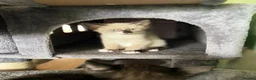 Mixed Breed cats for sale: Ghost & Pandora looking for forever homes - Advert 16