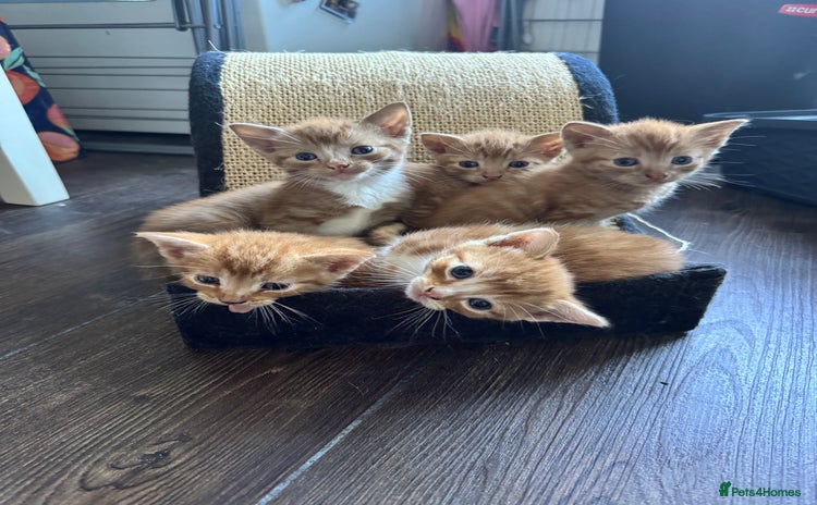 Mixed Breed cats - Advert 10