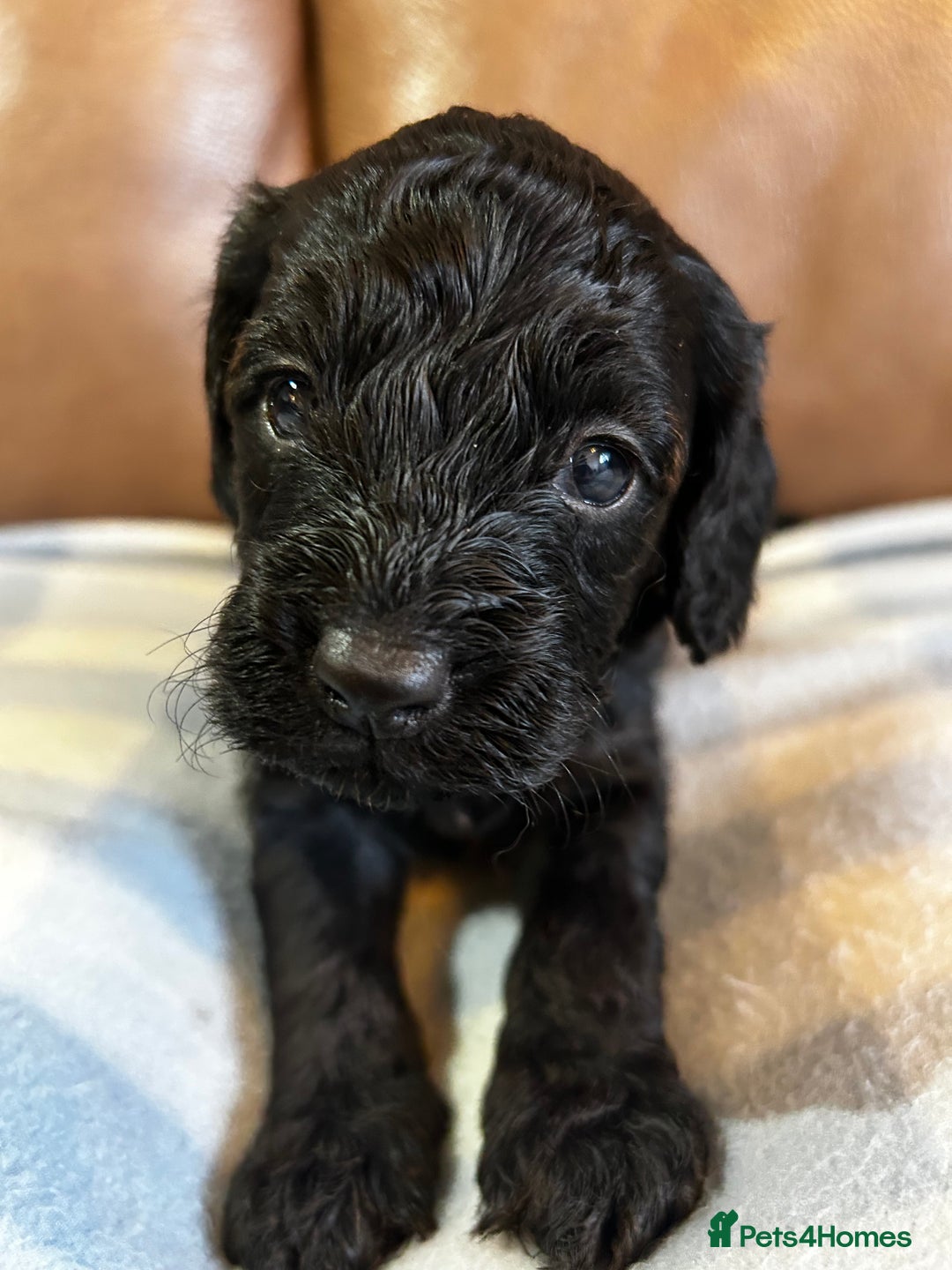 Cockapoo dogs for sale: Toy Cockapoo’s  - Advert 13