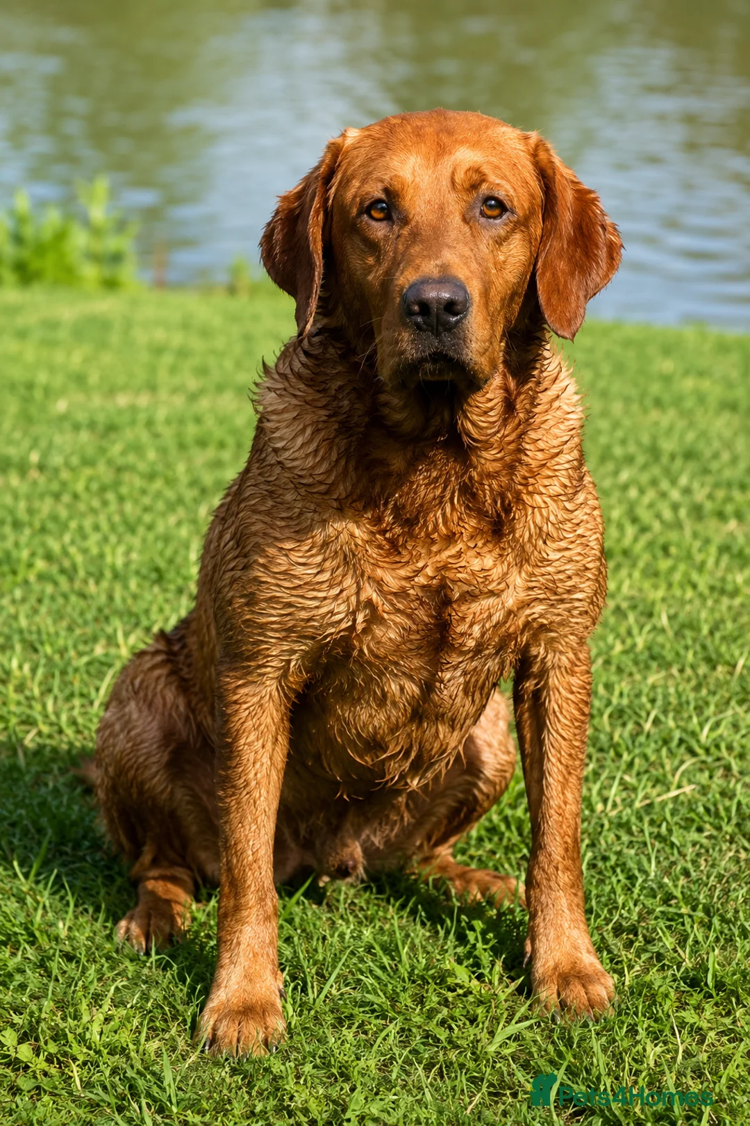 Labrador Retriever dogs for stud: KC Working Dark Fox Red Lab Stud - Advert 2