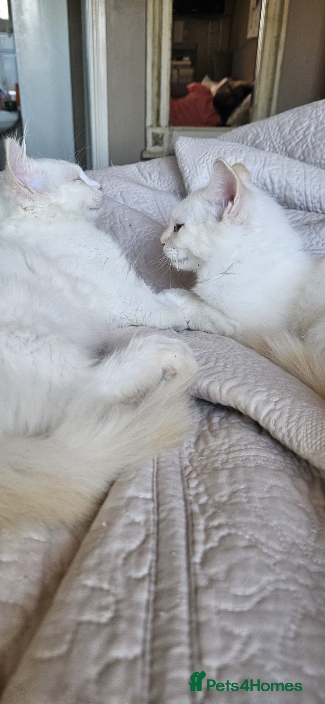 Ragdoll cats for sale: Rare flame point boys - Image 5