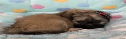 Toy Poodle dogs for sale: Peakpoos - Advert 15