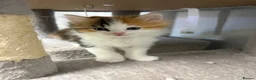 Mixed Breed cats for sale: Mixed Breed/Ragdoll Kittens for Sale  - Advert 11