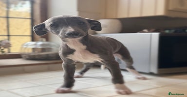 Whippet dogs - Advert 3