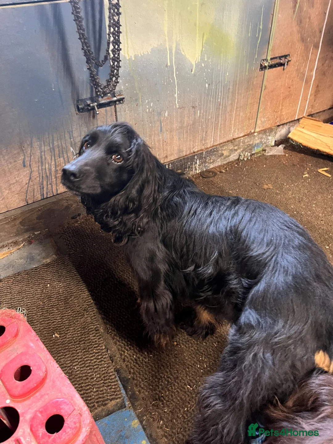 Cocker Spaniel dogs for sale: WCS puppies from amazing breed lines - Advert 2