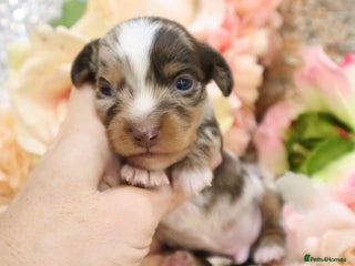 Miniature Dachshund dogs KC Miniature Dachshund Puppies- LONGHAIR - Advert 3