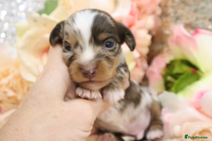 Miniature Dachshund dogs - Advert 2