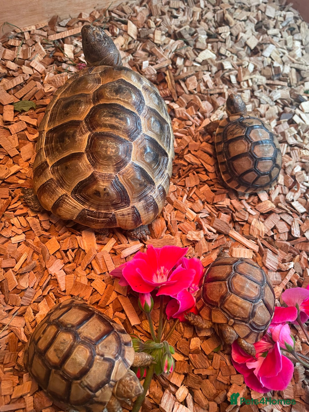 Tortoise reptiles for sale: Greek baby tortoises  in London - Image 4
