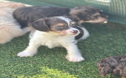 Mixed Breed dogs for sale: Shichon cross dachshund - Image 8