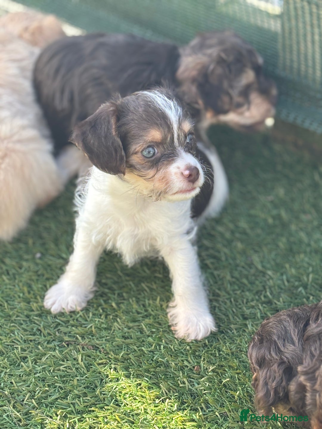 Mixed Breed dogs for sale: Shichon cross dachshund - Image 8