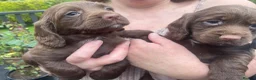 Cocker Spaniel dogs for sale: Full breed cocker spaniel puppies  in Strabane - Advert 2