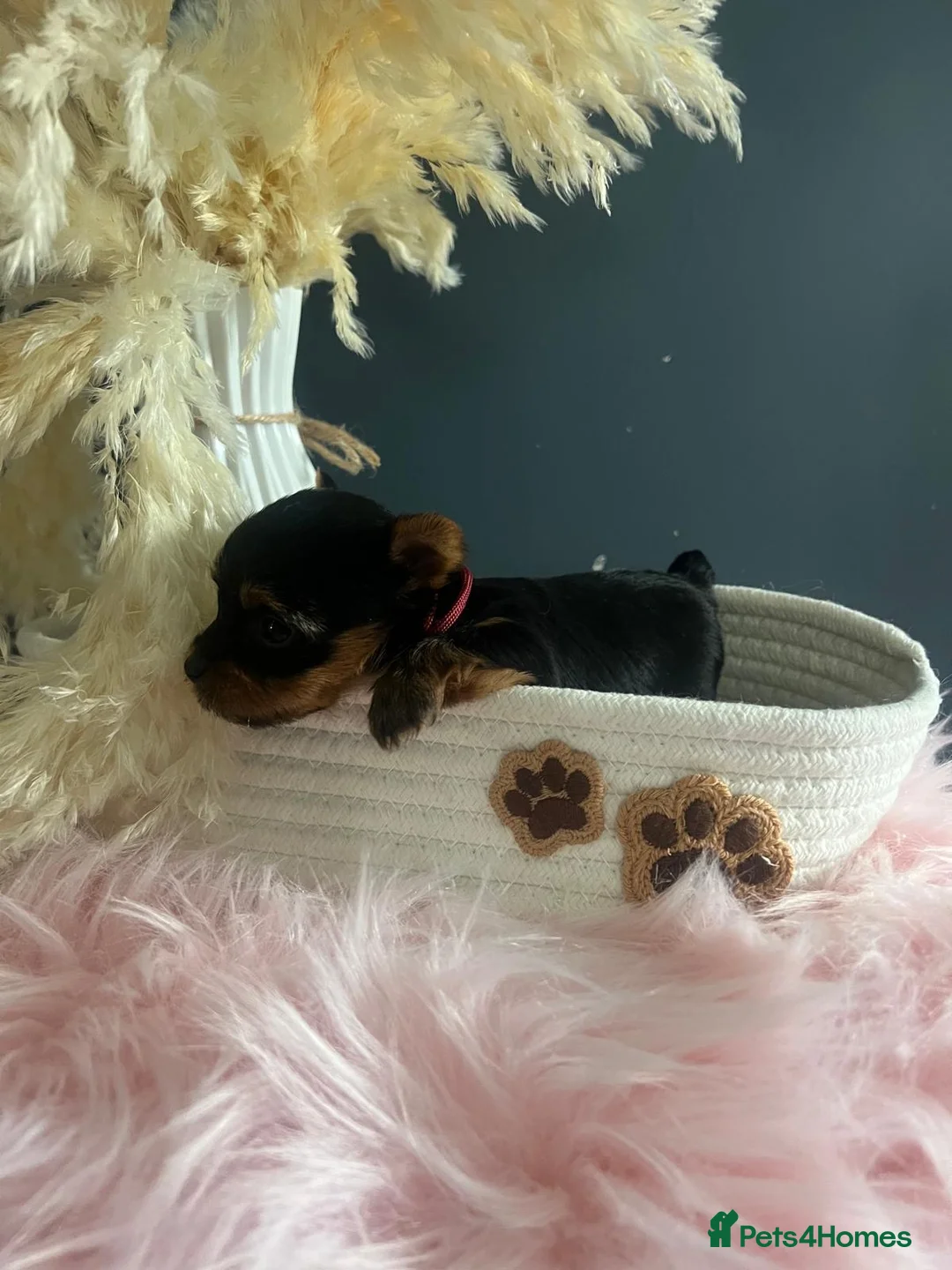 Yorkshire Terrier dogs for sale: Left one beautiful boy❤️ - Advert 29