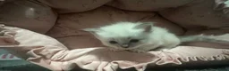 Ragdoll cats for sale: Ragdoll kittens  in Edinburgh - Advert 2