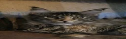Maine Coon cats for sale: TICA Registered Maine Coon Kittens  - Advert 3